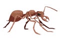 African red giant insect ant Royalty Free Stock Photo