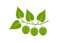 Monk fruit logo. Isolated monk fruit on white background