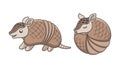 Armadillo cartoon standing and rolled up into a ball poses vector illustration set