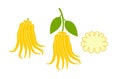 Buddha`s hand fruit logo. Citron. Isolated Buddha`s hand fruit on white background