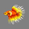Betta fish pinapple color vector image. Royalty Free Stock Photo