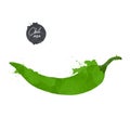 Green Chili pepper isolated on white background. watercolour style Vector illustration. Royalty Free Stock Photo