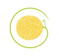 Melon logo. Isolated melon on white background