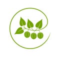 Monk fruit logo. Isolated monk fruit on white background