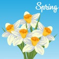 Spring with daffodil flower is the season of greeting cards, banners, invitation templates, greeting cards, backgrounds, and sprin