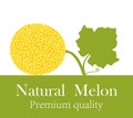 Melon logo. Isolated melon on white background