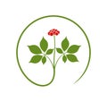 Ginseng logo. Isolated ginseng on white background