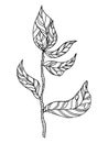 branch with leaves.Vector hand drawing branches with leaves and stripes black