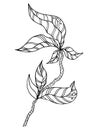 branch with leaves.Vector hand drawing branches with leaves and stripes black