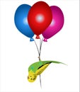 Budgie bird congrats with Birthday, balloons and bird