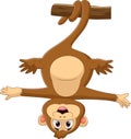 Cartoon monkey hanging upside down on a tree Royalty Free Stock Photo