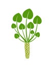 Wasabi plant  logo. Isolated wasabi root on white background Royalty Free Stock Photo