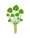 Wasabi plant logo. Isolated wasabi root on white background