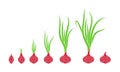 Crop stages of onion. Growing onion plants. Bulbs life cycle