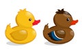 Set of two Rubber duck isolated in white background. Royalty Free Stock Photo