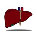 Liver 3D colored vector image for human body awareness and liver disease education. Royalty Free Stock Photo