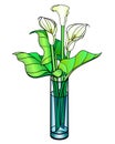 Callas. Bouquet in a glass vase - vector full color illustration. Callas are flowers and leaves in a straight cylindrical vase. Wh Royalty Free Stock Photo