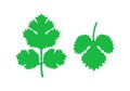 Coriander logo. Isolated coriander on white background