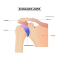 Diagram of Shoulder Joint anatomy