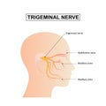 Diagram of Trigeminal nerve anatomical Royalty Free Stock Photo