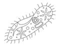 Infusoria slipper - vector linear illustration for coloring. Outline. Infusoria slipper with organelles - unicellular microorganis
