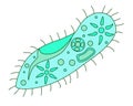 Infusoria slipper - vector full color illustration. Infusoria slipper with organelles is a unicellular microorganism - a represent Royalty Free Stock Photo
