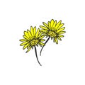 Two sunflowers illustration on white background. hand drawn vector. beautiful yellow flower. doodle nature art for wallpaper, post Royalty Free Stock Photo