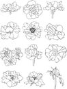 Peony flower set coloring book illustration vector on white background. Royalty Free Stock Photo