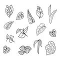 Nature\'s Bounty: Hand-Drawn Set of Leaves Illustration for Versatile Jungle-themed Designs Royalty Free Stock Photo