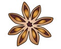 Star anise - spices vector full color illustration for a logo. Spices - star anise - vector element for illustration