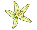 Vanilla flower - vector full color picture for illustrations. Vanilla flower - plant, spice. Royalty Free Stock Photo