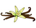 Vanilla flower and pods - vector full color illustration. Vanilla flower stubs - a composition of aromatic spices.