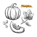 Hand drawn pumpkin harvest elements isolated on white background. Pumpkin, leaves, flower, seeds. Royalty Free Stock Photo