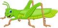 Cartoon cute grasshopper isolated on white background Royalty Free Stock Photo
