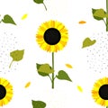Sunflower flowers. Seamless summer pattern with yellow sunflowers Royalty Free Stock Photo