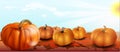 realistic pumpkins on the field. Vector illustration