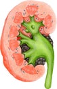 kidney anatomy cross section illustration watercolor Royalty Free Stock Photo