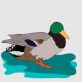 cute cartoon duck with fish illustrations and vectors