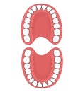 Adult teeth or secondary teeth. Royalty Free Stock Photo