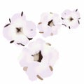 Cotton flowers,fluffy delicate,cotton flower,white cotton wool flower,white,cotton,tenderness