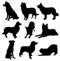 Border Collie Dog Silhouette Pack Royalty Free Stock Photo