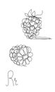 Raspberry one continuous line art. Fruit set. Fresh juicy berries. Raw, healthy berry. Linear illustration