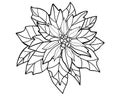 Poinsettia, Christmas plant - vector linear picture for coloring. Outline. Poinsettia flower for coloring book Royalty Free Stock Photo