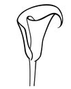 Calla inflorescence, tropical plant flower - vector line drawing for coloring book, logo or pictogram. Outline. Botanical illustra