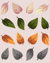 Small collection of colorful leaves. Spring, summer, autumn and winter leaves for postcards, banners and for your varied design.