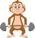 Weightlifting monkey cartoon on white background Royalty Free Stock Photo