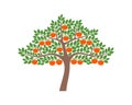 Persimmon tree logo. Isolated persimm tree on white background