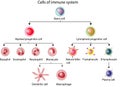 Cells of the innate and adaptive immune system, Hematopoiesis. Royalty Free Stock Photo