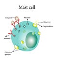 Mast cell. Immune system cells. Vector illustration. Royalty Free Stock Photo