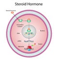 Steroid hormones response mechanism of action Royalty Free Stock Photo